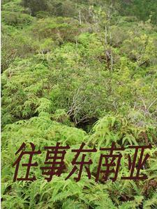 闯入缅北的一群人闯入缅北的一群人